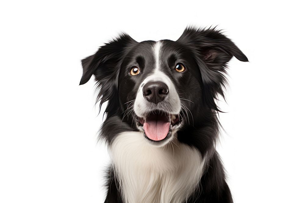 Border Collie Dog dog mammal animal. AI generated Image by rawpixel.