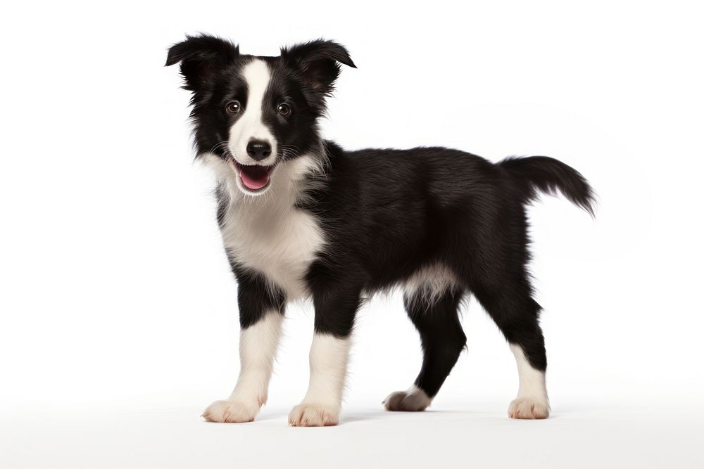 Border Collie puppy standing mammal animal. AI generated Image by rawpixel.