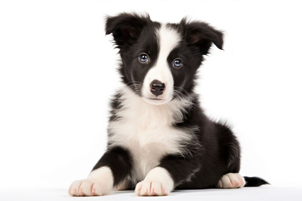 Border Collie puppy sitting mammal animal. AI generated Image by rawpixel.