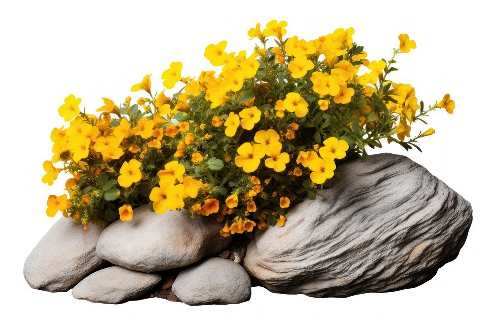 Garden design flower plant rock. AI generated Image by rawpixel.