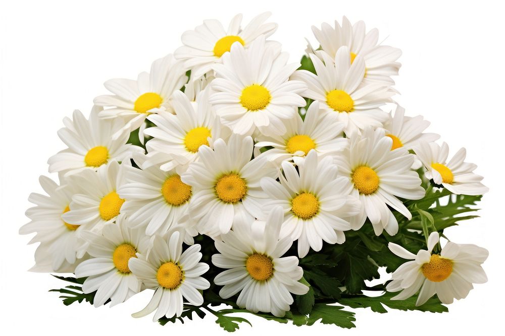 Daisy flowers plant white white background.