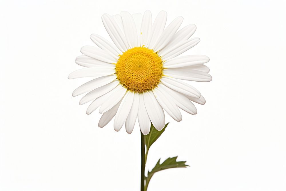 Daisy flowers plant white white background.