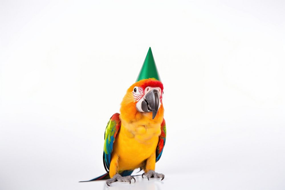 Parrot wearing party hat animal bird beak.