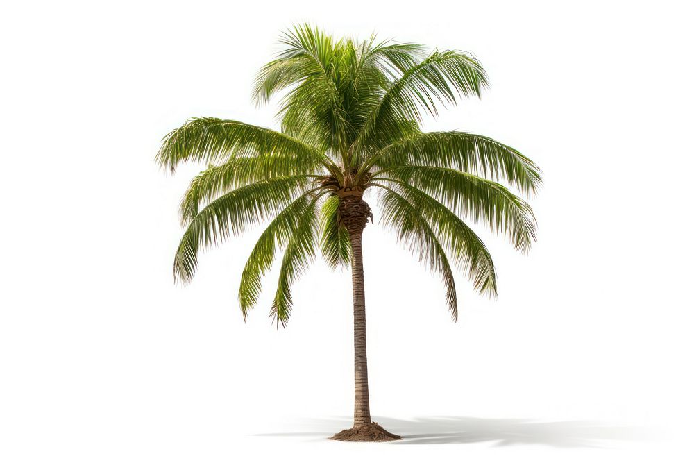 Young palm tree plant white background tranquility. AI generated Image by rawpixel.