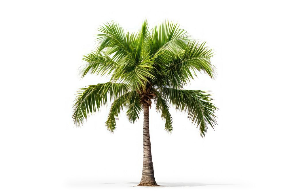 Young palm tree plant white background tranquility. AI generated Image by rawpixel.