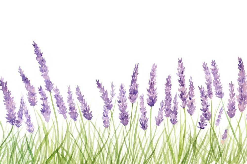 Lavender backgrounds flower plant.