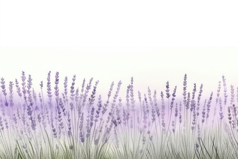 Lavender backgrounds outdoors blossom.