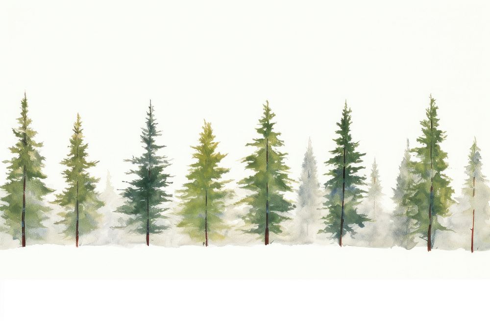 Pine trees in snow outdoors nature forest.