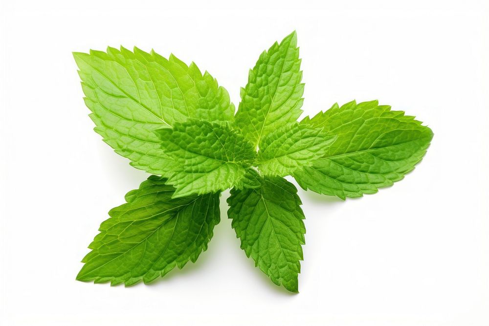 A mint leave plant herbs leaf. AI generated Image by rawpixel.