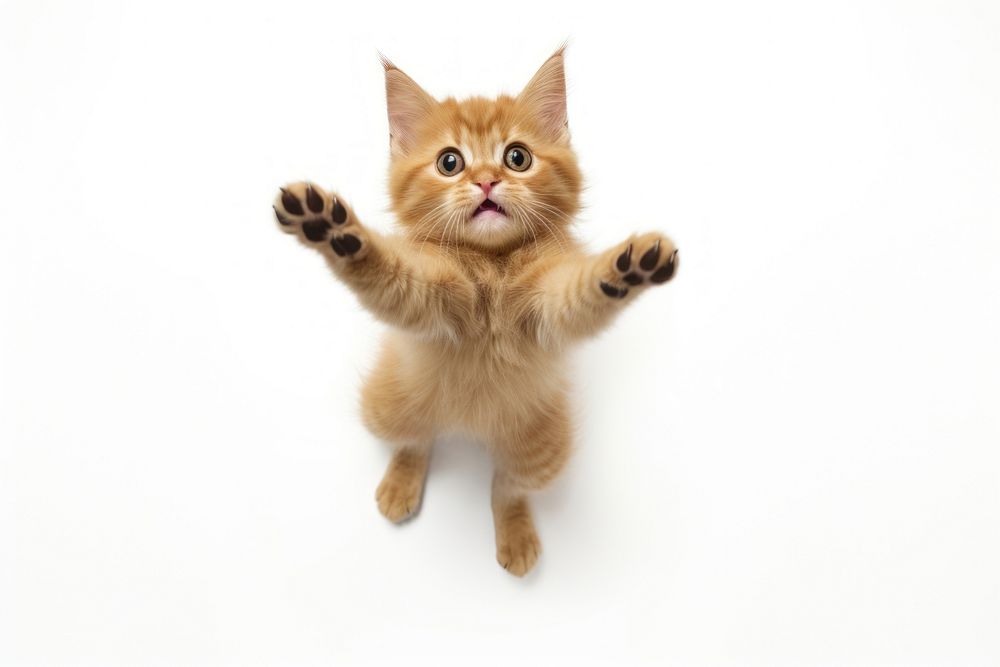 Cat jumping mammal animal kitten.