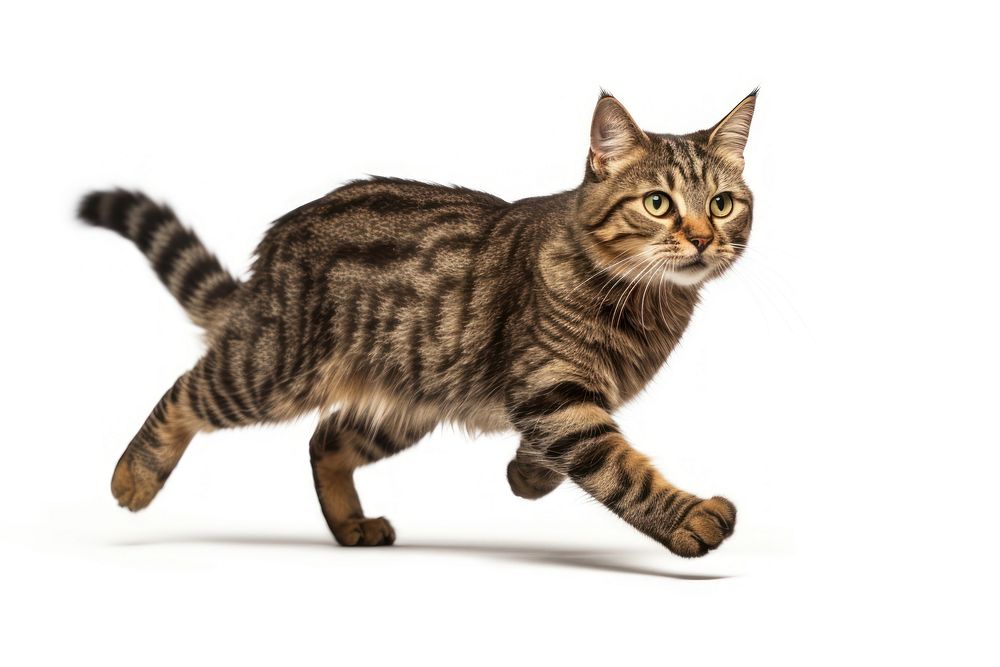 Cat running mammal animal pet.