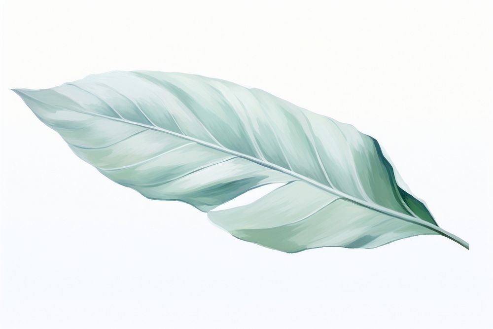 PNG Leaf plant lightweight fragility. AI generated Image by rawpixel.