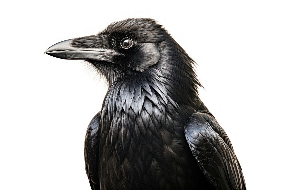 Crow head animal bird beak. AI generated Image by rawpixel.