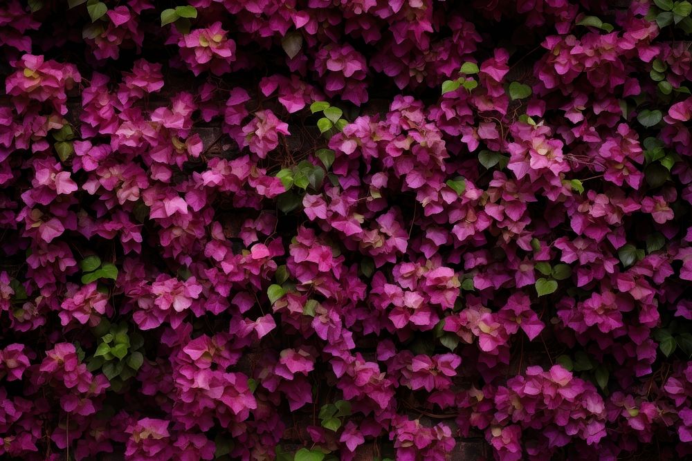 PNG Creeper flowers on wall backgrounds outdoors blossom. AI generated Image by rawpixel.