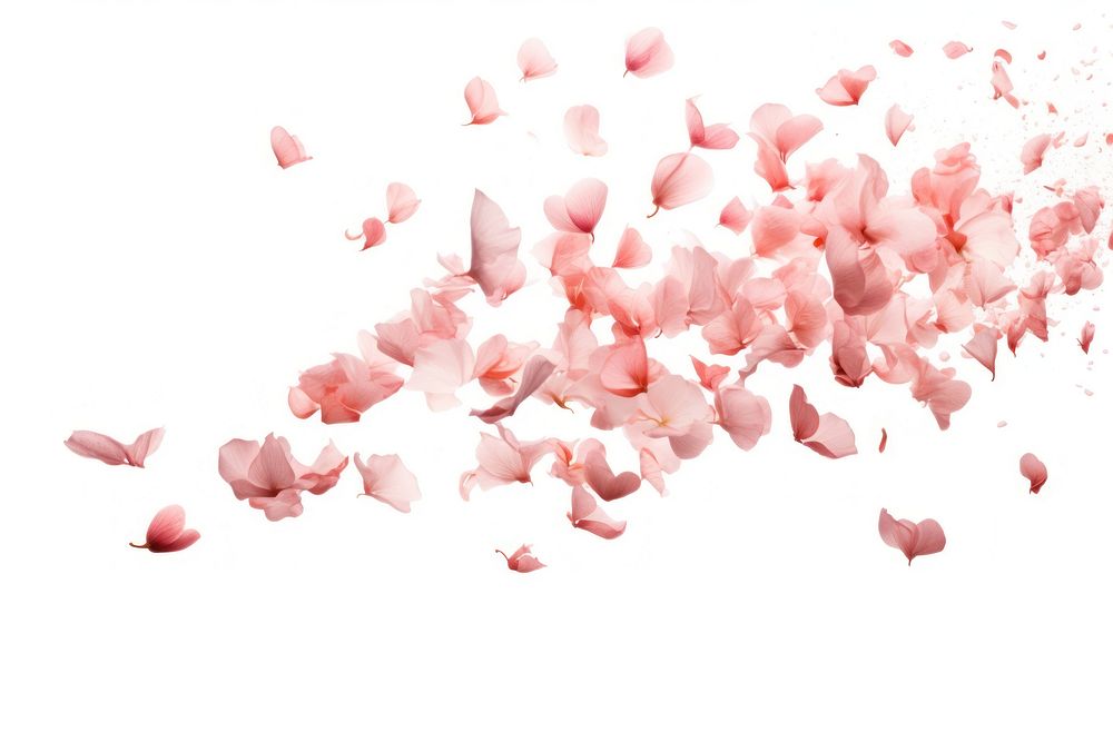 Flower petals backgrounds plant white background. 