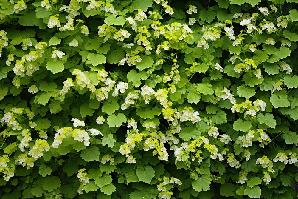 PNG Flowers ivy on wall backgrounds outdoors nature. AI generated Image by rawpixel.