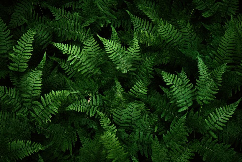 Fern leaves backgrounds plant tranquility. AI generated Image by rawpixel.