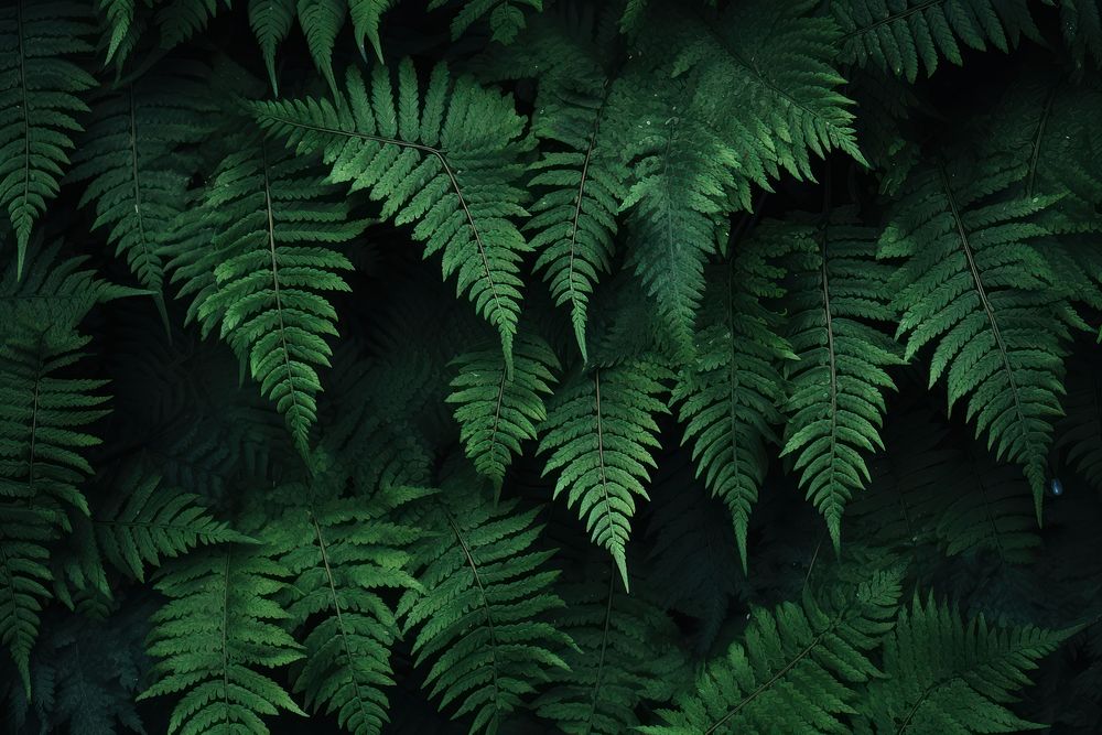 Fern leaves backgrounds plant leaf. | Premium Photo Illustration - rawpixel