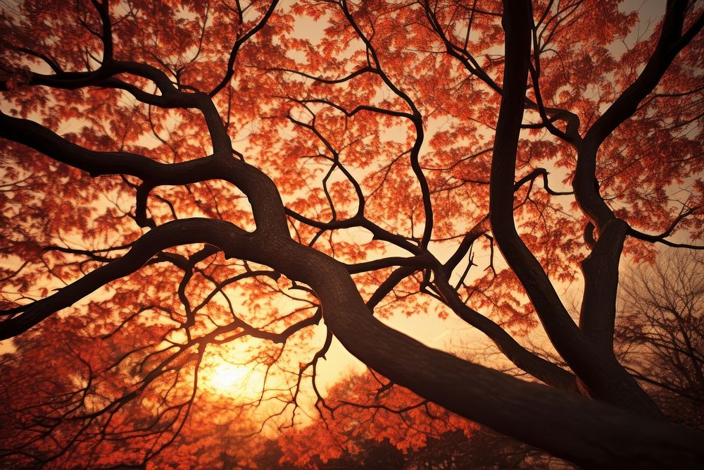 Autumn tree outdoors nature sunset.