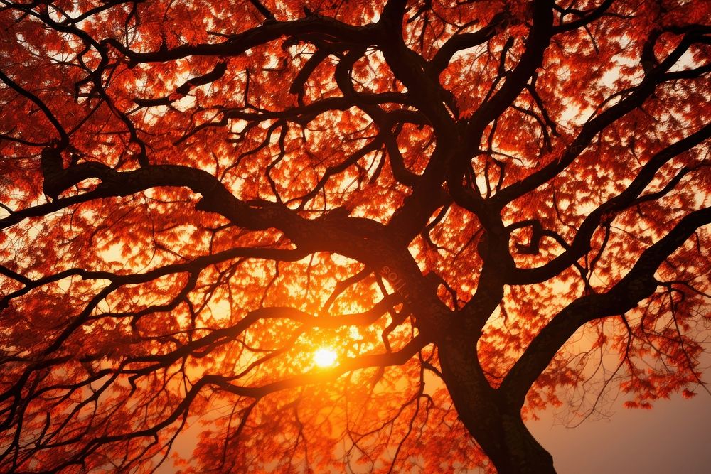 Autumn tree sunlight outdoors nature.