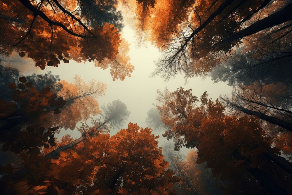 Autumn trees forest landscape sunlight.