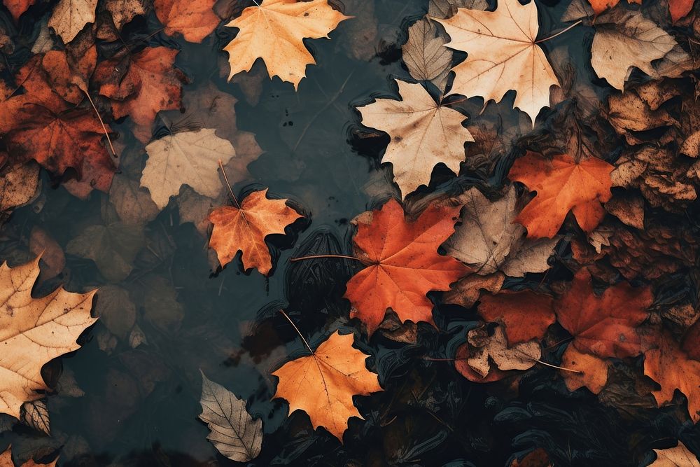  Nature background autumn backgrounds plant. AI generated Image by rawpixel.