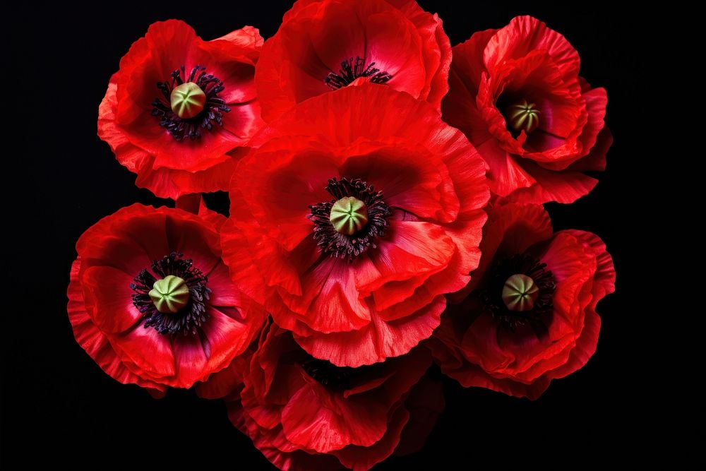 Poppy full bloom blossom flower plant. AI generated Image by rawpixel.