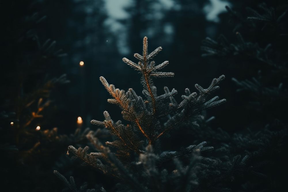 Spruce tree christmas outdoors nature. AI generated Image by rawpixel.