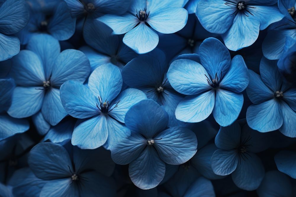 Blue flowers inflorescence backgrounds hydrangea.