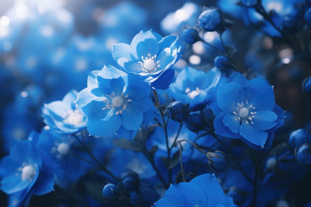 Blue flowers blossom plant rose.