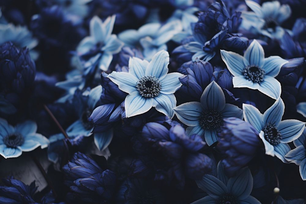 Blue flowers blossom plant inflorescence.