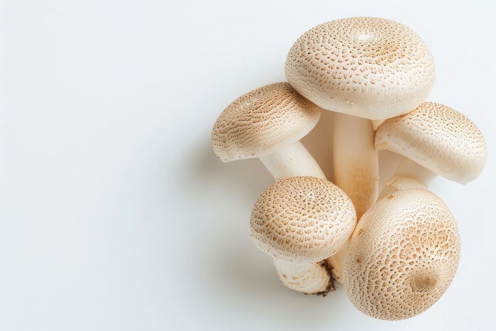 Mushroom fungus white background agaricaceae.