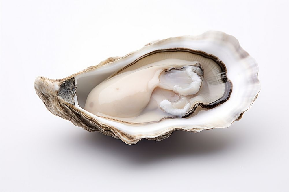 Oyster seafood animal white background.