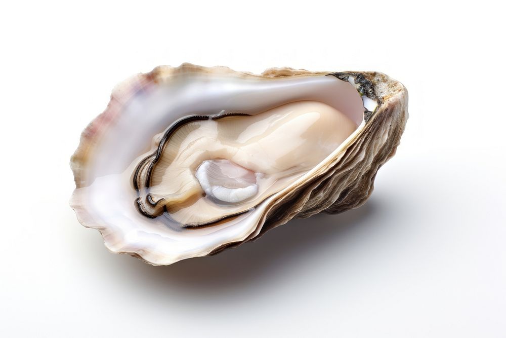 Oyster seafood clam white background.