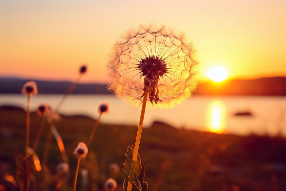 Dandelion sun outdoors nature. | Premium Photo - rawpixel