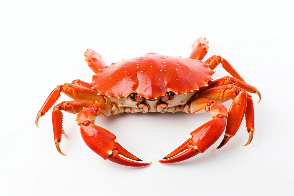 King Crab crab lobster seafood.