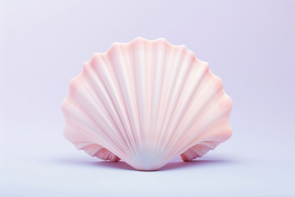 Seashell clam invertebrate simplicity.