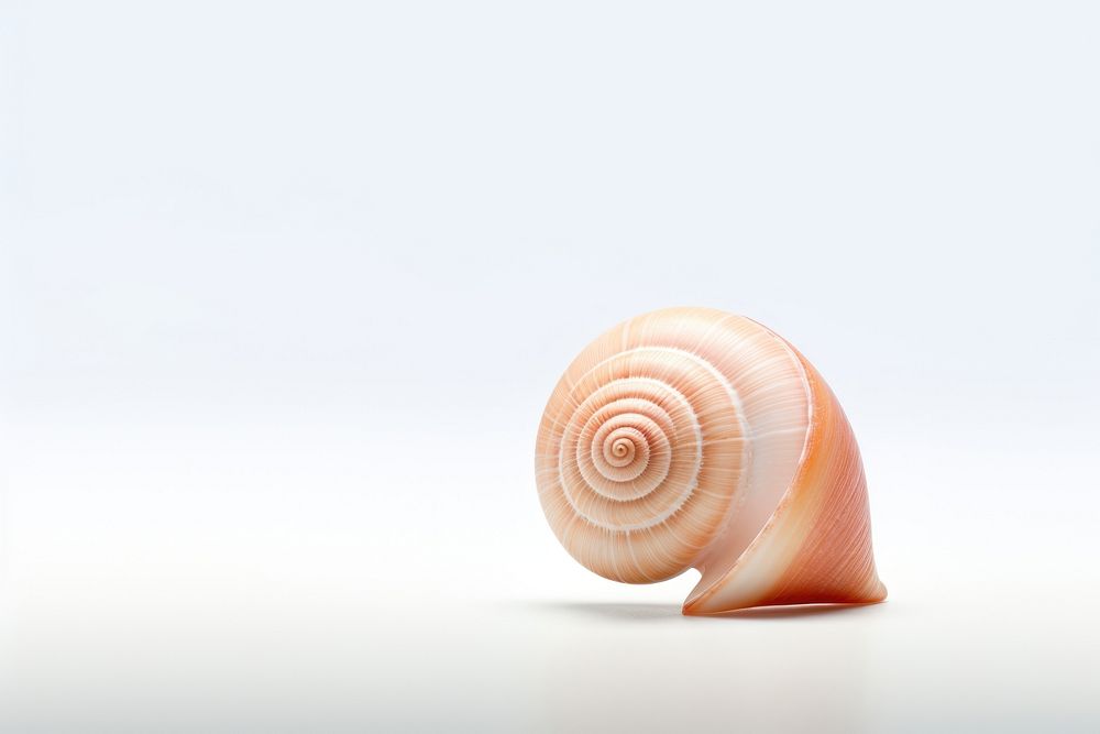 Shell animal conch white background.