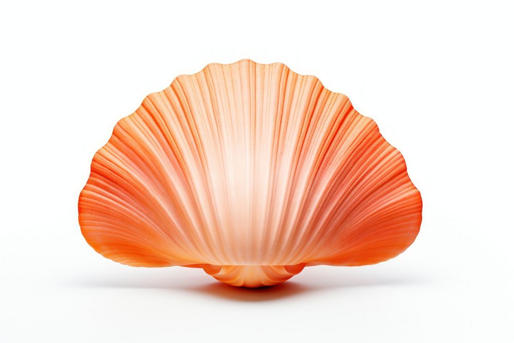 Shell clam white background invertebrate.