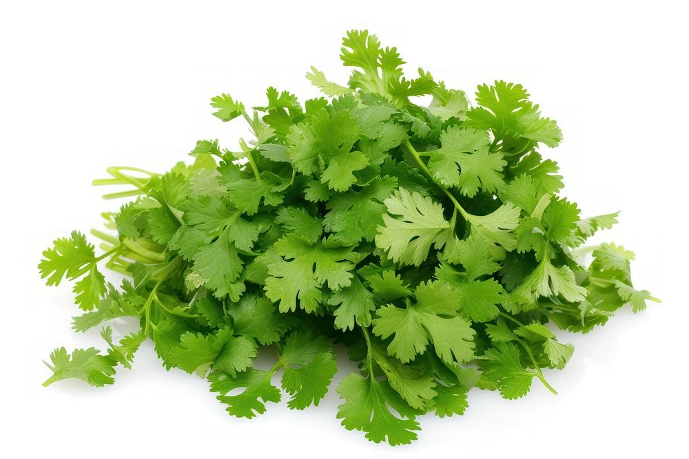 Photo of cilantro parsley plant herbs.