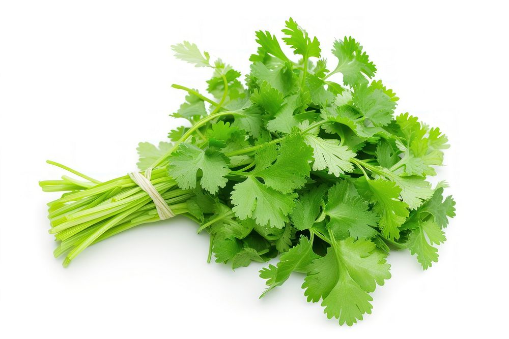 Photo of cilantro parsley plant herbs.