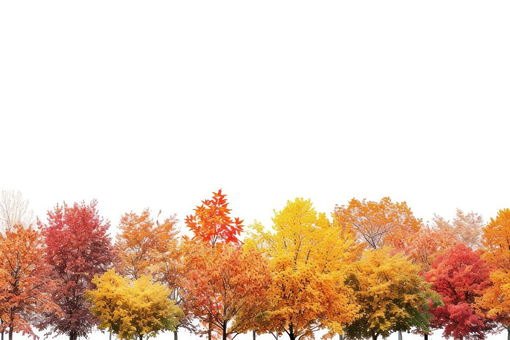 Fall trees border backgrounds outdoors autumn.