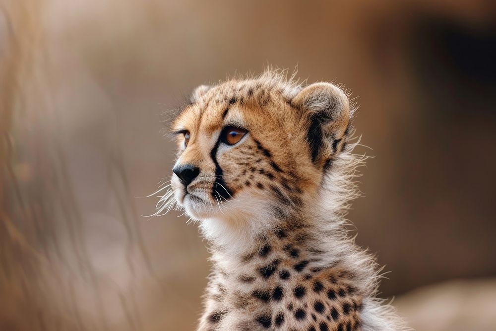 Happy cheetah baby wildlife animal mammal.
