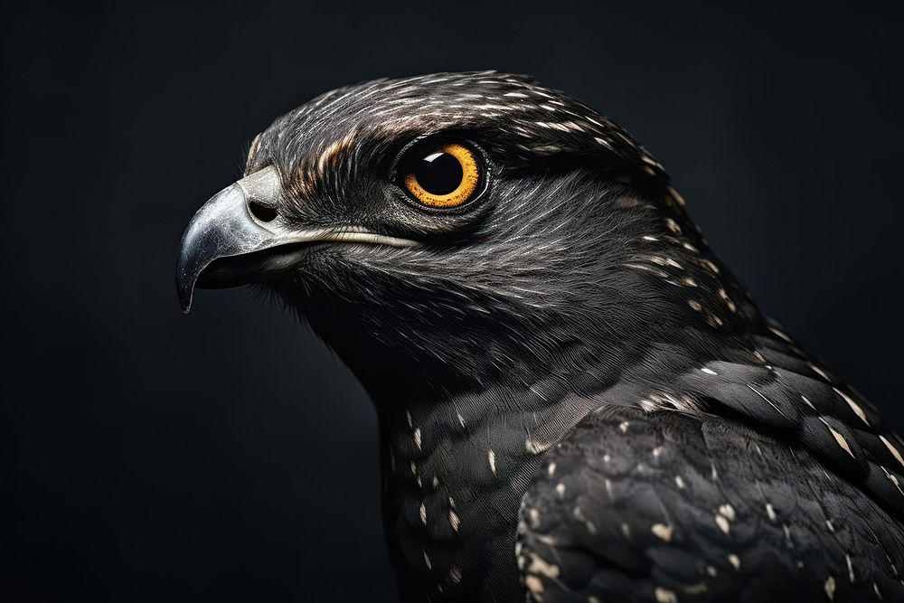 Nighthawk buzzard animal beak.