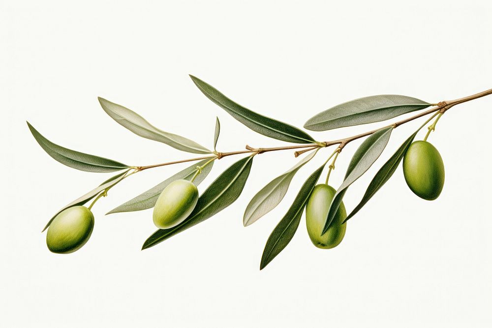 Branch plant olive leaf.
