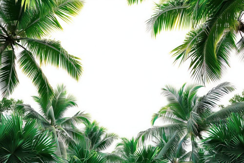 Palm trees border backgrounds outdoors nature.