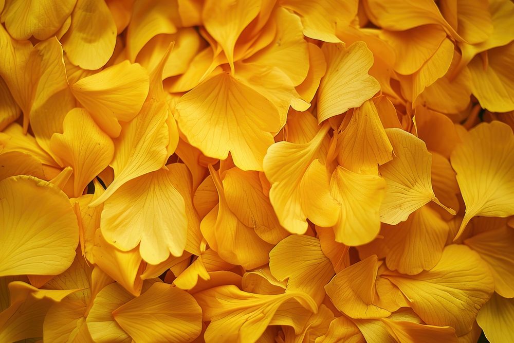 Yellow flowers petals plant inflorescence backgrounds.