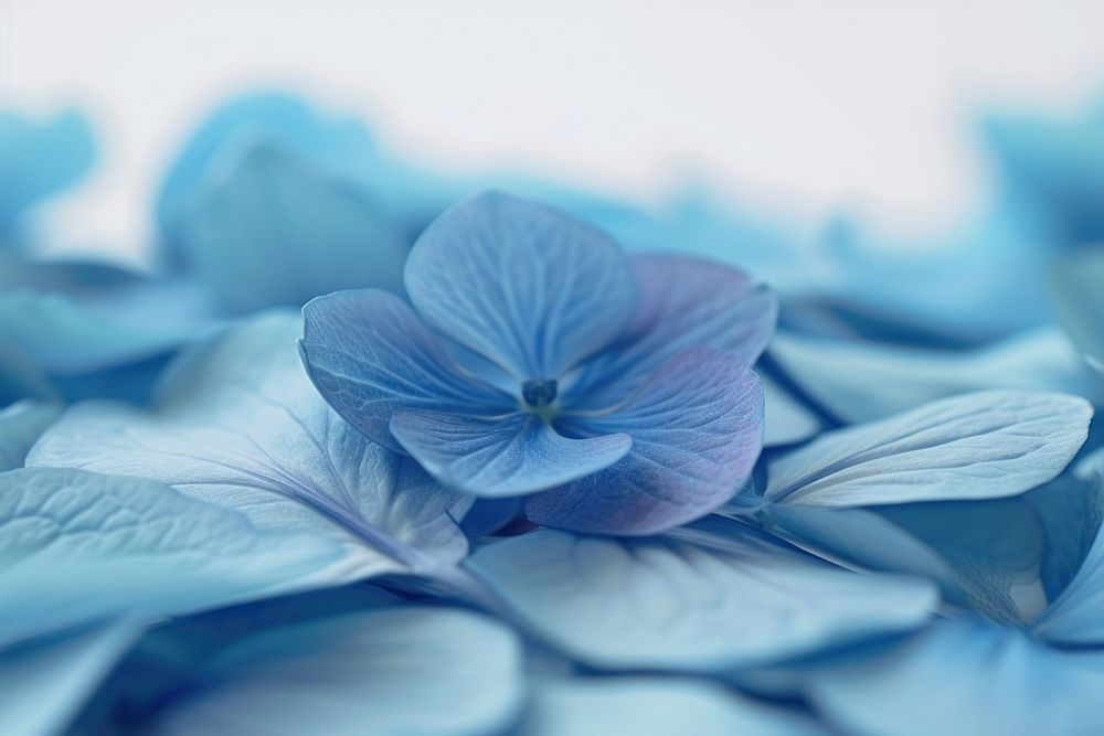 Blue flowers petals plant inflorescence backgrounds.