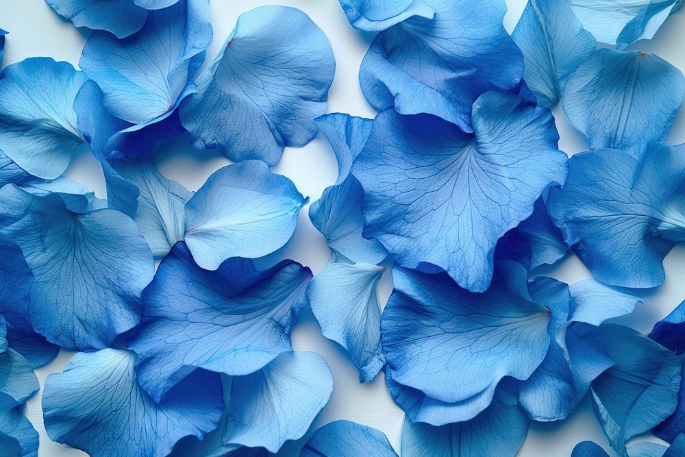 Blue flowers petals plant backgrounds freshness.