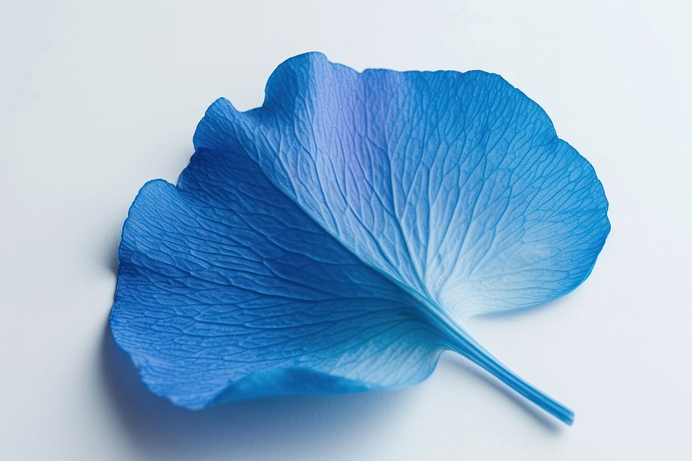 Blue petal plant leaf freshness.